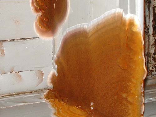 Woodseal Pro - Hout impregneermiddel - Afbeelding 8