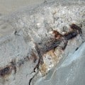betonrot voorkomen