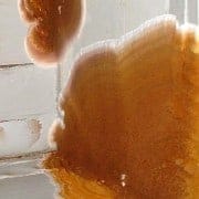 Woodseal Pro - Hout impregneermiddel - Afbeelding 6