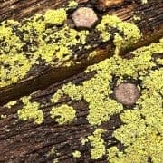 Woodseal voorkomt - mos algen groene aanslag