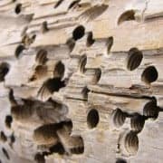 Woodseal voorkomt - termieten houtworm