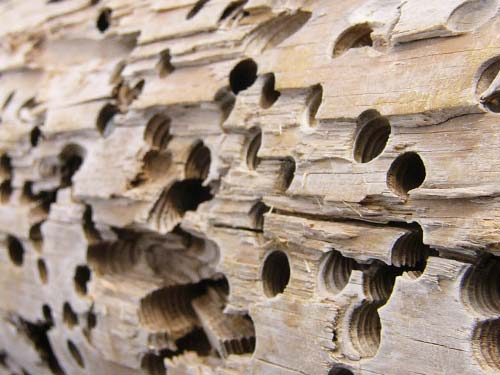 Woodseal voorkomt - termieten houtworm